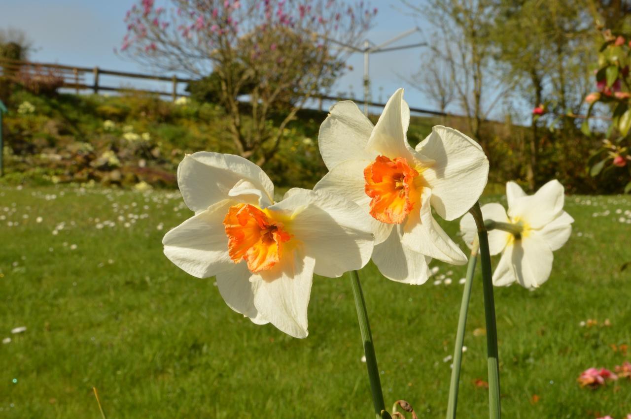 Bryn Hebog Bed & Breakfast Carmarthen Exterior foto